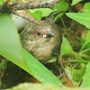 Common Waxbill