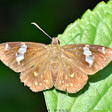 Common Spotted Flat