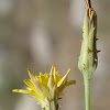 Pinnate Viper's Grass