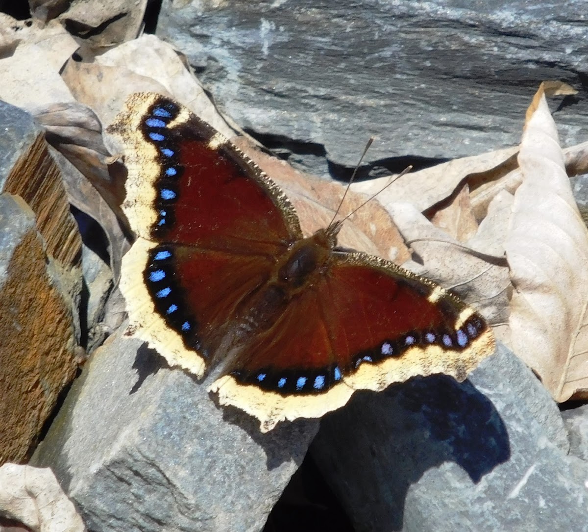 Mourning Cloak