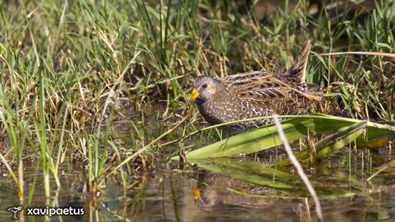 Spotted Crake