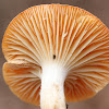 Meadow Waxcap