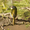 Yellow-breasted Apalis