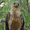 Whistling kite