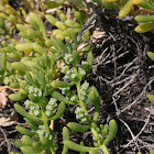 Saltwort