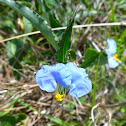 Asiatic Day Flower