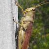 Obscure bird grasshopper