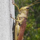 Obscure bird grasshopper