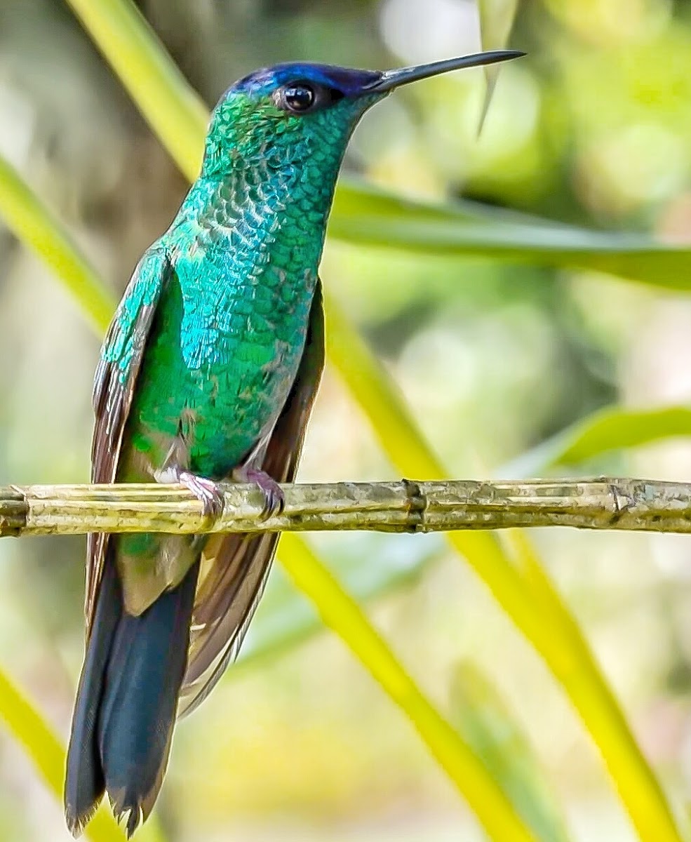 Violet-capped Woodnymph / Beija-Flor-de-Fronte-Violeta