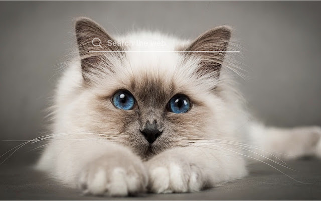 Himalayan Cats and Kitten Wallpaper Pet Theme