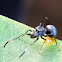 Ant mimicking jumping spider