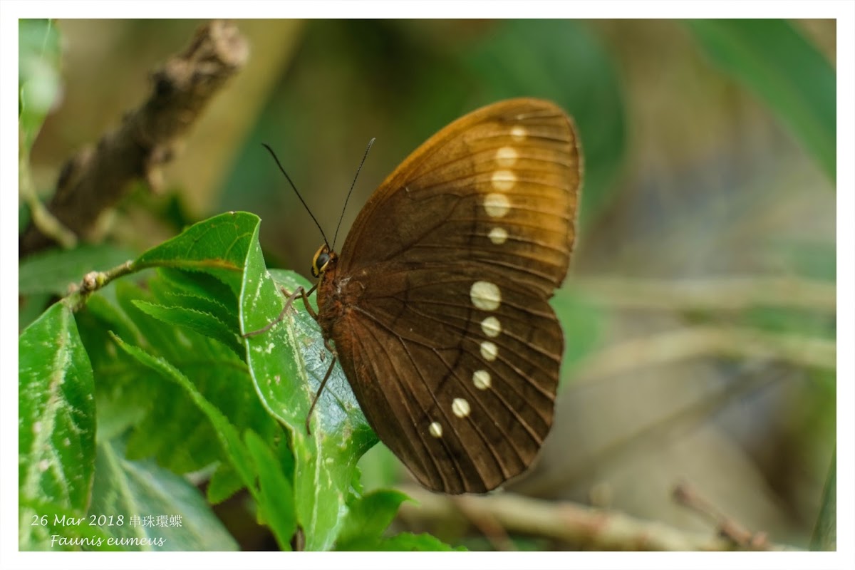 Faunis eumeus 串珠環蝶