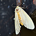 YELLOW MOTH