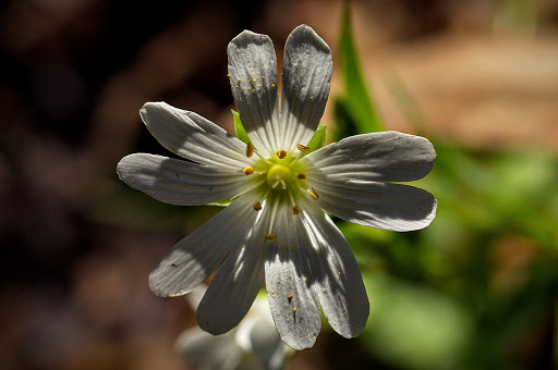 Stellaria holostea