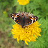 Female Blue Pansy