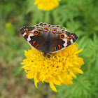 Female Blue Pansy