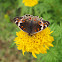 Female Blue Pansy