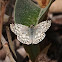 Common Checkered Skipper