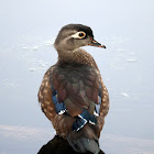 Wood Duck