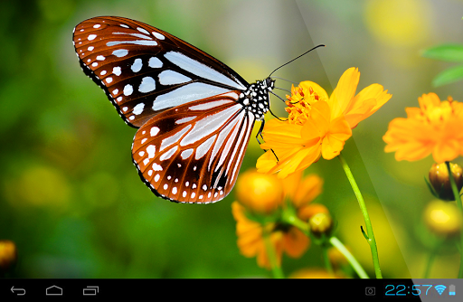 Lovely Spring Butterflys LWP