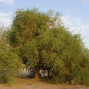 Egyptian balsam