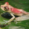 Nympha Amazon treefrog