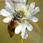 Blister Beetle