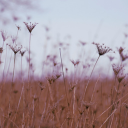 dry flower field