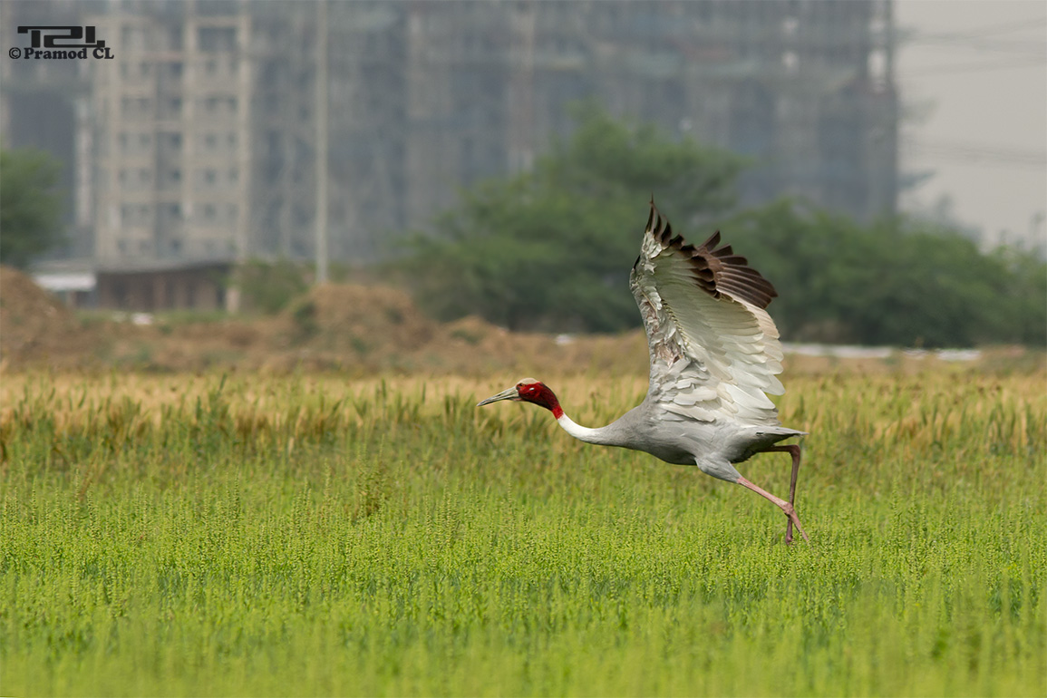 Sarus crane