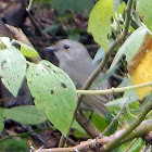 Golden Whistler (Female)