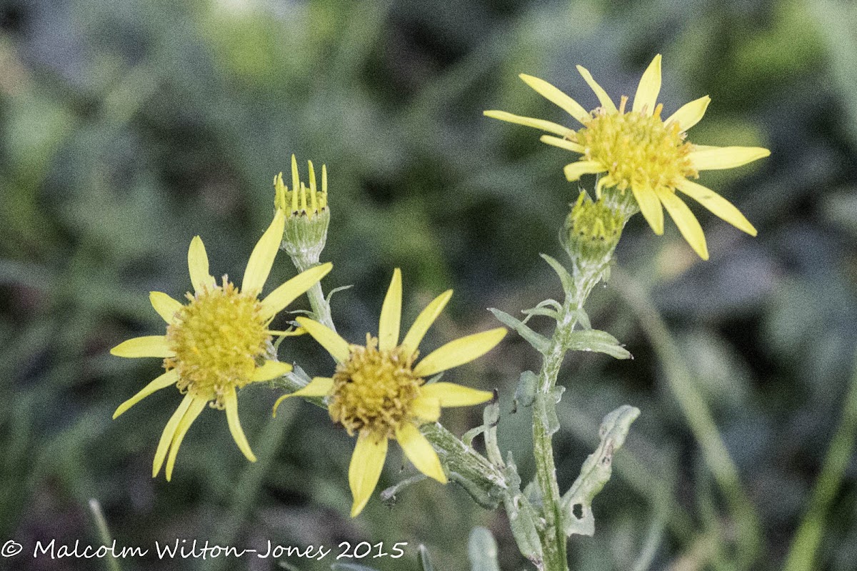 Dandelion species