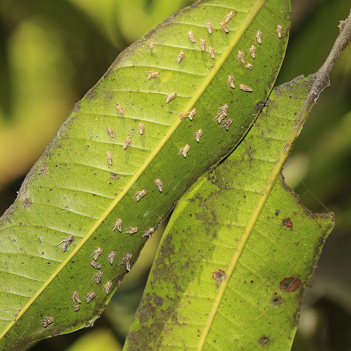 Mango Leafhopper