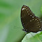 Malayan Eggfly