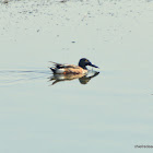 northern shoveler