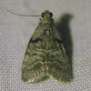 Maple Webworm Moth