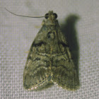 Maple Webworm Moth