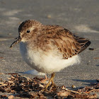 Least sandpiper