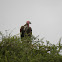 Lappet Faced Vulture