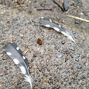 Downy Woodpecker feathers