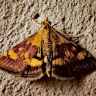 Mint moth