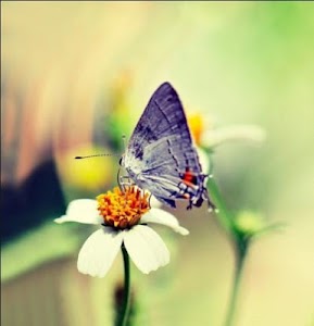 Butterfly Wallpapers screenshot 4