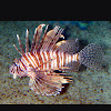 Lion fish