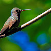 Beija-flor-de-peito-azul(Sapphire-spangled Emerald)