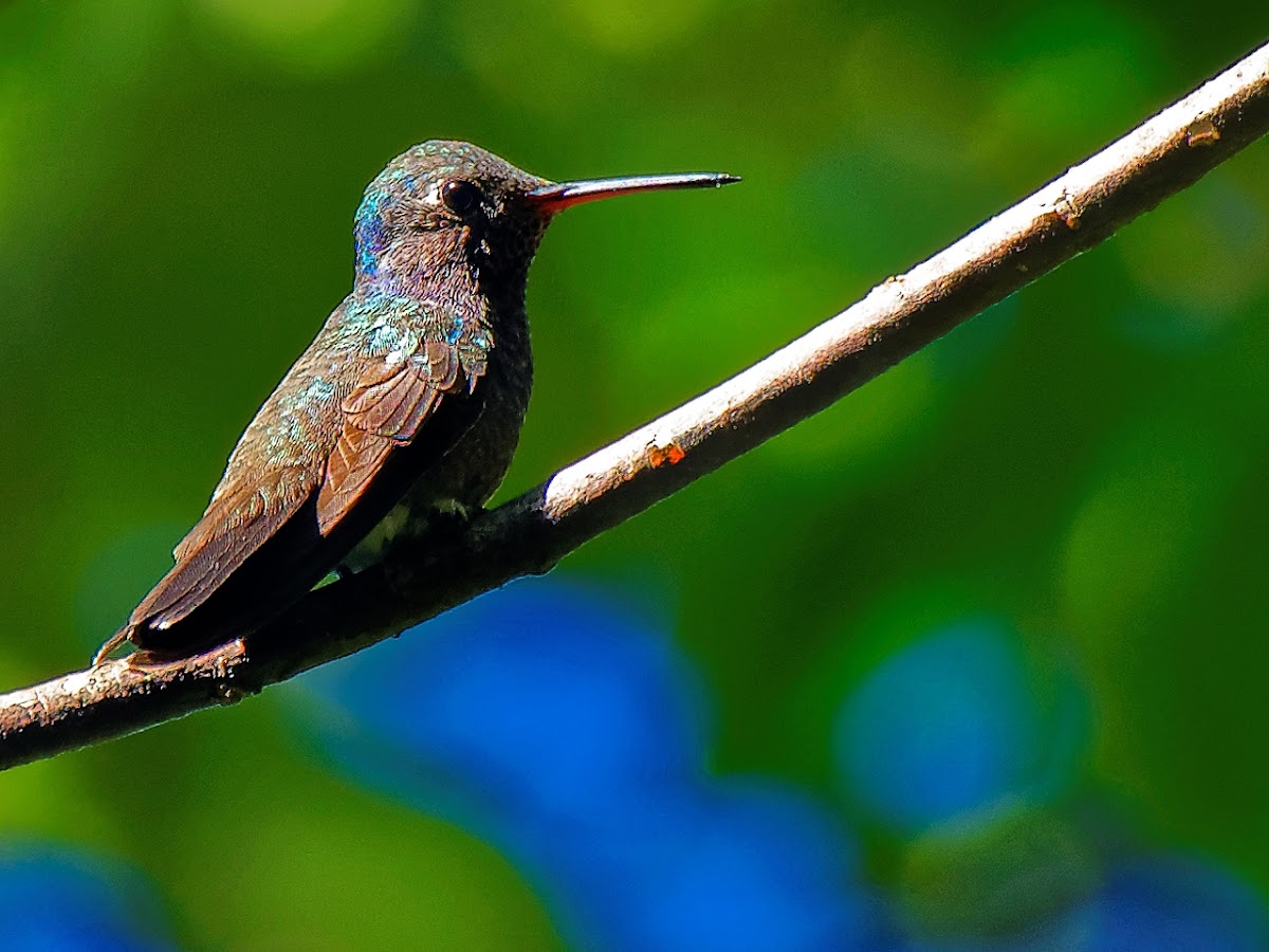 Beija-flor-de-peito-azul(Sapphire-spangled Emerald)