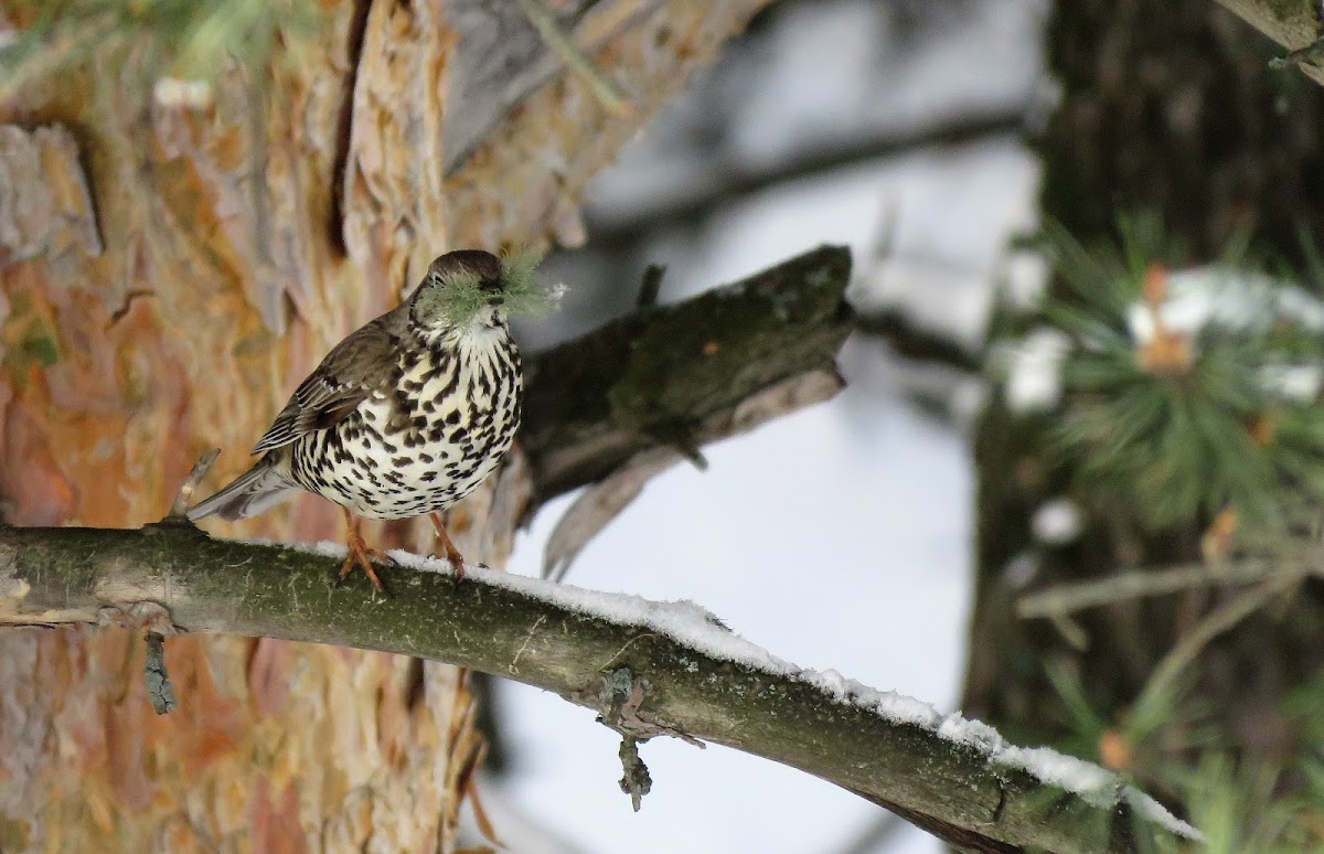 Mistle Thrush