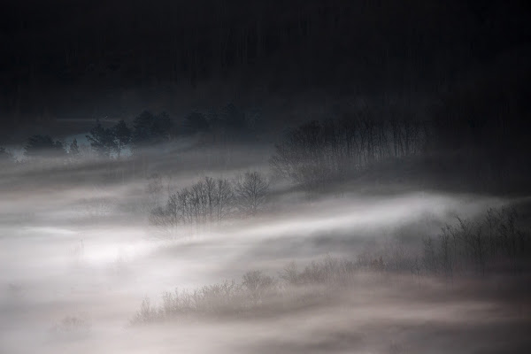 Il bosco nascosto... di stefanogaleotti