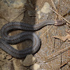 Red bellied snake