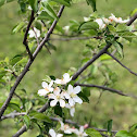 Apple Blossom