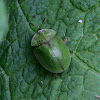 Thistle Tortoise Beetle