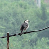 White Wagtail